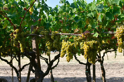 Uva Moscato