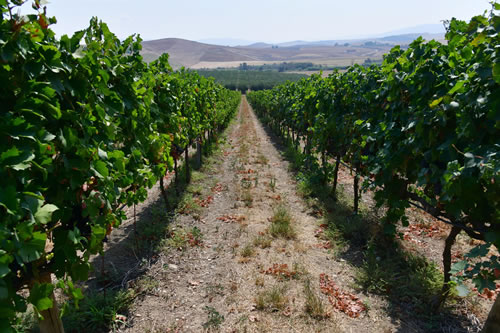 Primitivo