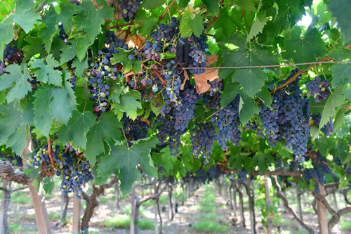 Uva Sangiovese