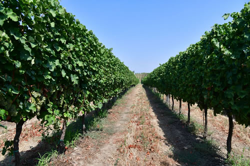 Uva Sauvignon bianco