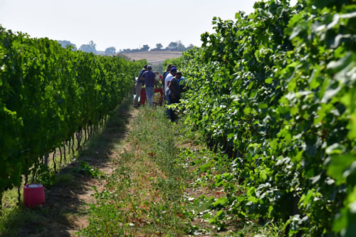 Vendemmia