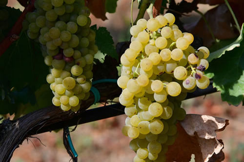 Uva Chardonnay