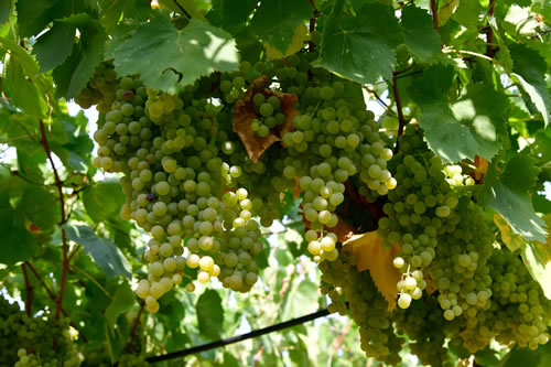 Uva Malvasia