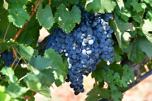 Uva Merlot