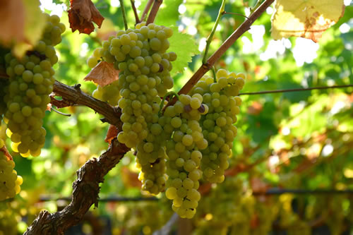Uva Moscato