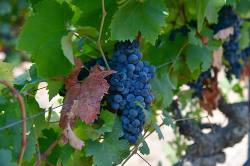 Primitivo
