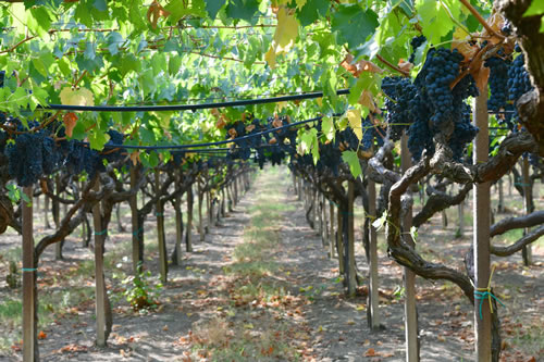 Uva Sangiovese