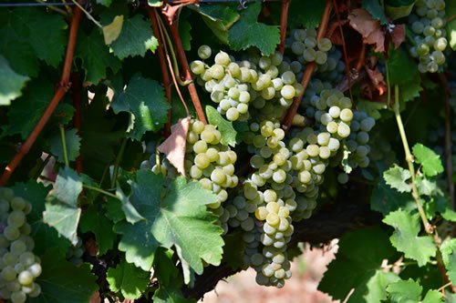 Uva Sauvignon bianco