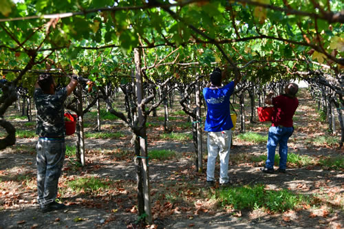 Vendemmia
