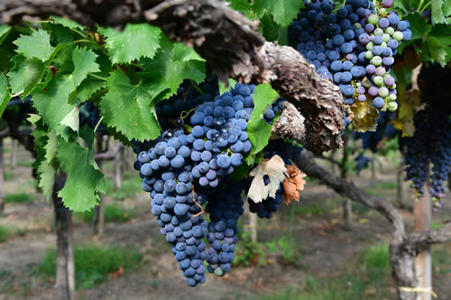 Uva Ciliegiolo