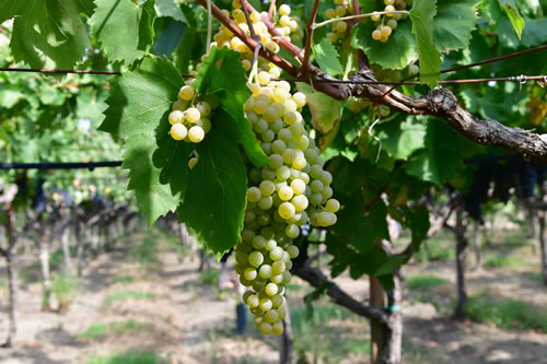 Uva Malvasia