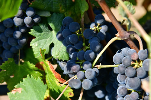 Uva Merlot