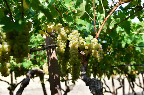Uva Moscato
