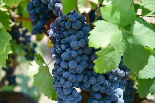 Primitivo