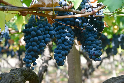 Uva Sangiovese
