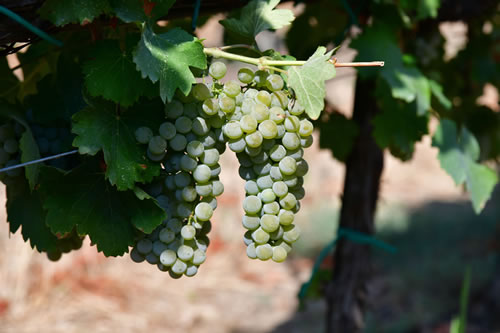 Uva Sauvignon bianco