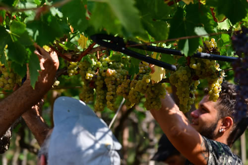 Vendemmia