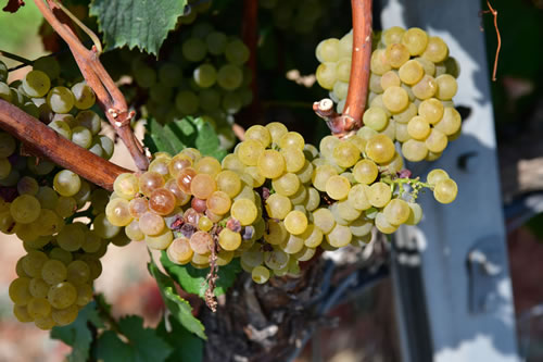 Uva Chardonnay