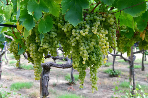 Uva Malvasia