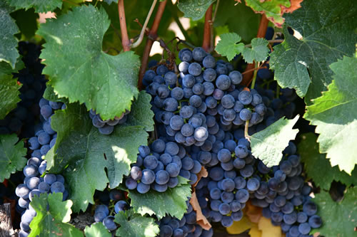 Uva Merlot