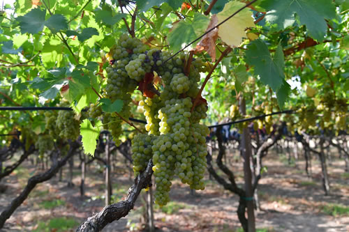 Uva Moscato