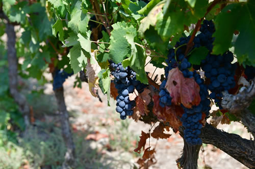 Primitivo
