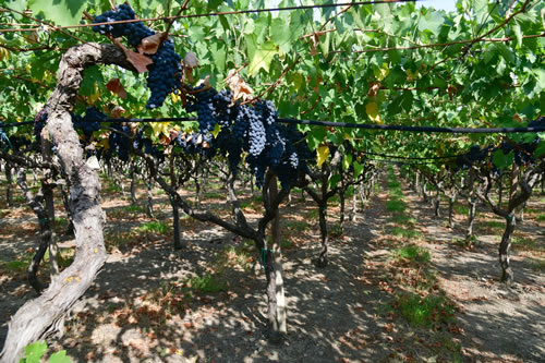Uva Sangiovese