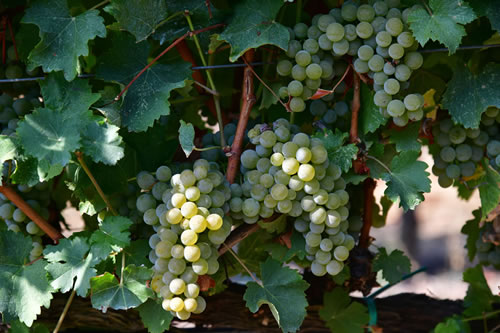 Uva Sauvignon bianco