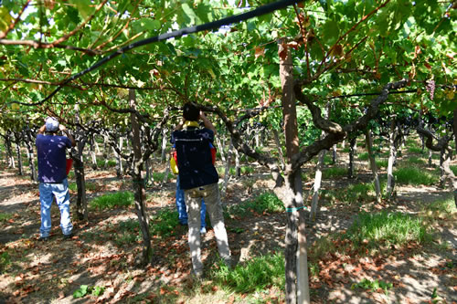 Vendemmia