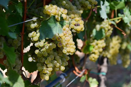 Uva Chardonnay