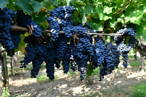 Uva Ciliegiolo