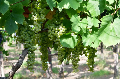 Uva Malvasia