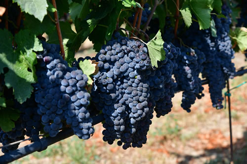 Uva Merlot