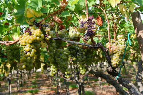 Uva Moscato