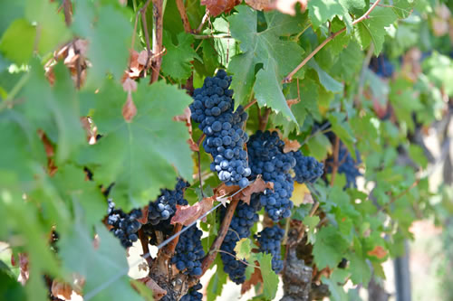 Primitivo