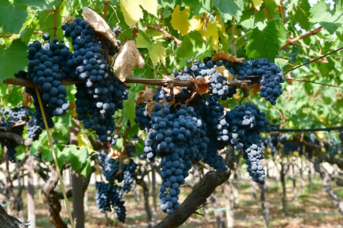 Uva Sangiovese