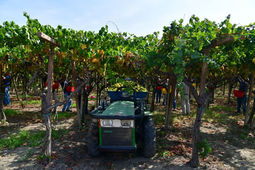 Vendemmia