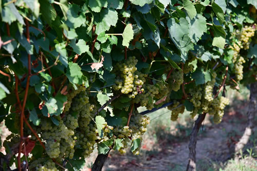 Uva Chardonnay