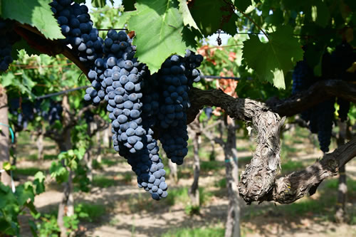 Uva Ciliegiolo