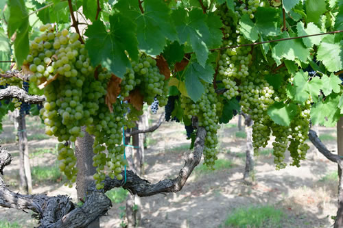 Uva Malvasia