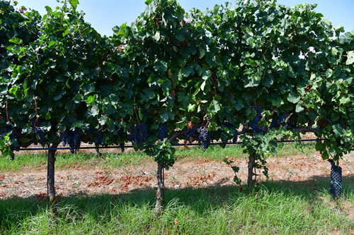Uva Merlot