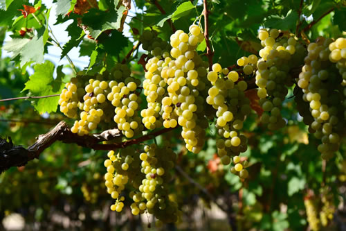 Uva Moscato