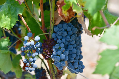 Primitivo