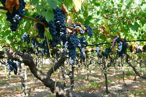 Uva Sangiovese