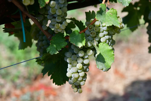 Uva Sauvignon bianco