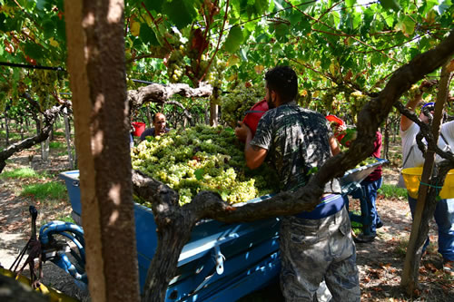 Vendemmia