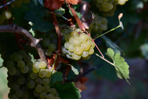 Uva Chardonnay
