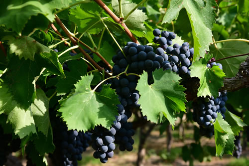Uva Ciliegiolo