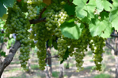 Uva Malvasia