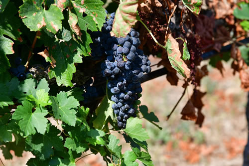 Uva Merlot